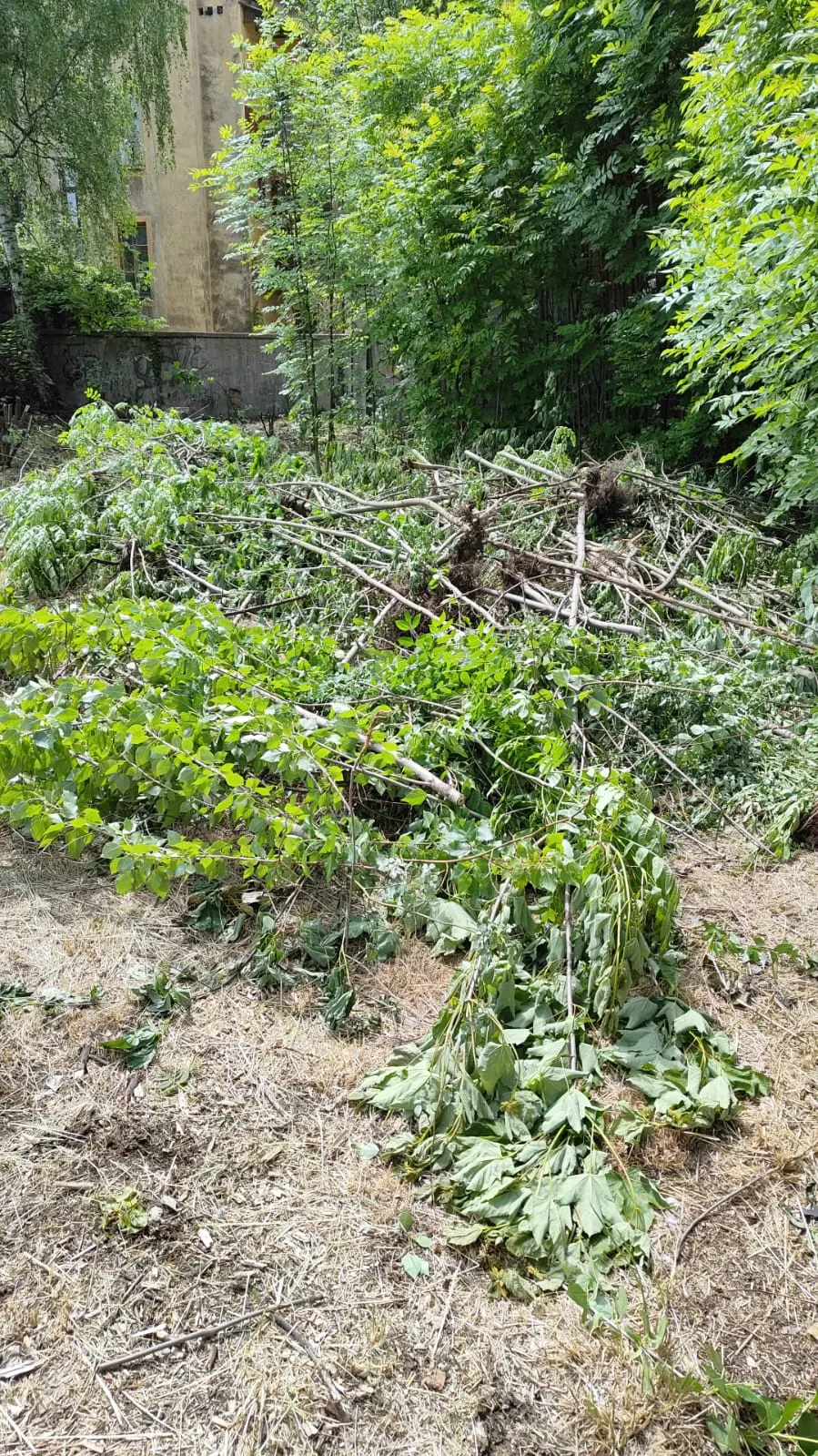 Rębak do rozdrabniania gałęzi w pracy