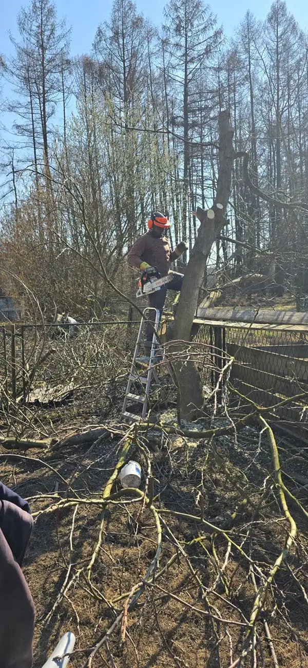 Pomocny Tomek przy pracy z drewnem i działką